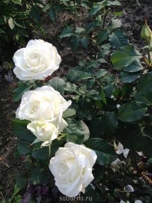 Наши цветы. В саду - IMG_3889.JPG