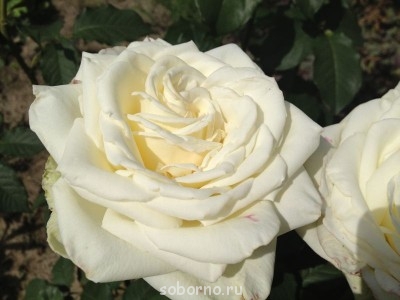 Наши цветы. В саду - IMG_3917.JPG