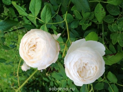 Наши цветы. В саду - IMG_3904.JPG