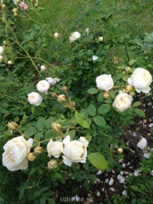 Наши цветы. В саду - IMG_3901.JPG