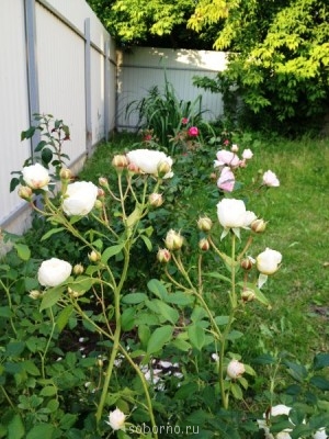 Наши цветы. В саду - IMG_3905.JPG