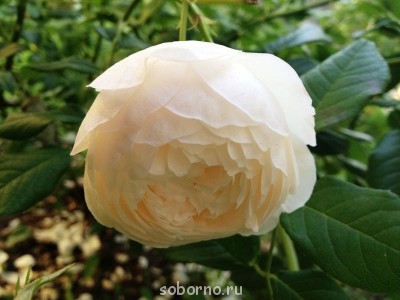 Наши цветы. В саду - IMG_3899.JPG