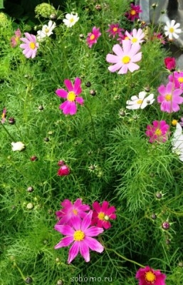 Наши цветы. В саду - IMG_3886.JPG