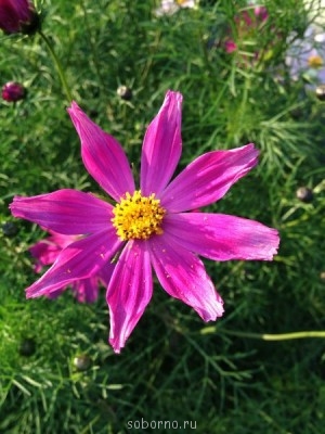 Наши цветы. В саду - IMG_3894.JPG