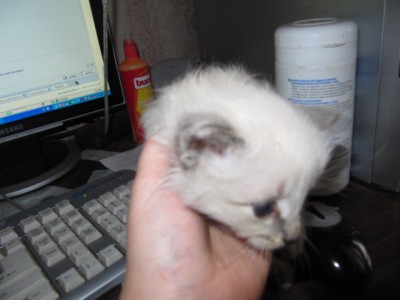 Кошки - очарование МОЁ - вр. 011.jpg