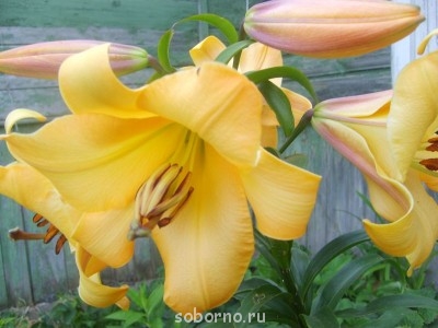 Наши цветы. В саду - S6000118.JPG