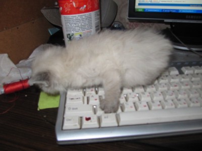 Кошки - очарование МОЁ - вр. 010.jpg