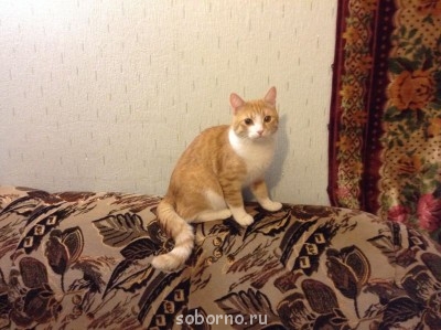 Кошки - очарование МОЁ - image.jpg