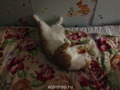 Кошки - очарование МОЁ - image.jpg