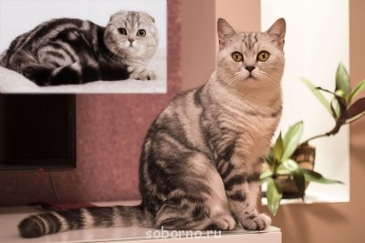 Кошки - очарование МОЁ - исходник_45.jpg