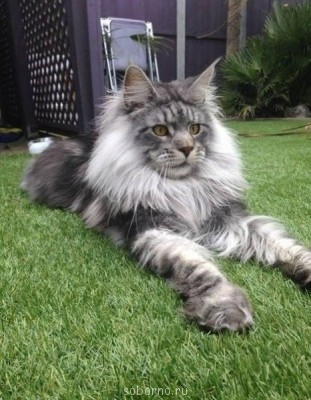 Они такие забавные смешные фото и видео  - image.jpg