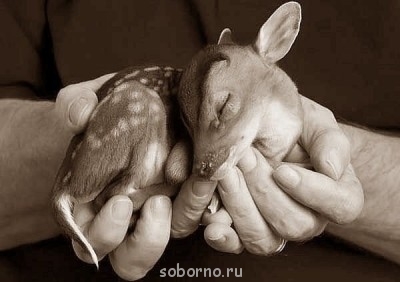 Добрые картинки - image.jpg