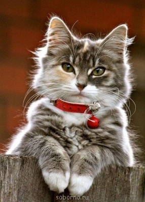 Доброе утро и Спокойной ночи  - ek0NflCpHOc.jpg