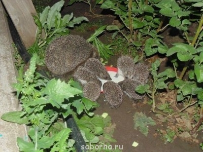 Они такие забавные смешные фото и видео  - image.jpg