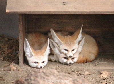 Они такие забавные смешные фото и видео  - image.jpg