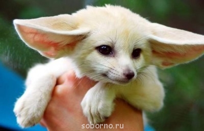 Они такие забавные смешные фото и видео  - image.jpg