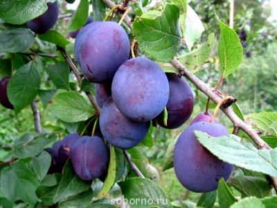 Что у нас сегодня к столу - lrg_41454_IMG0251.JPG