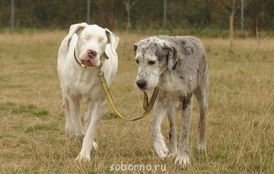 Наши верные друзья - собаки - image.jpg