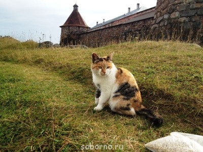 Добрые картинки - IMG_4453.JPG