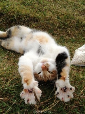 Добрые картинки - IMG_4459.JPG