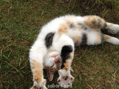 Добрые картинки - IMG_4455.JPG