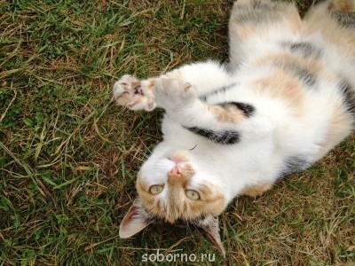 Добрые картинки - IMG_4457.JPG