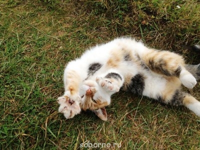 Добрые картинки - IMG_4454.JPG