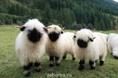 Они такие забавные смешные фото и видео  - image.jpg