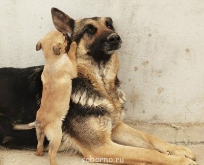 Добрые картинки - image (4).jpg