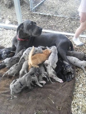 Добрые картинки - image (3).jpg