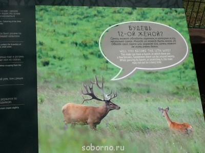 Они такие забавные смешные фото и видео  - image.jpg