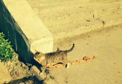 Они такие забавные смешные фото и видео  - 10628203_943253362368294_30661260371937672_n.jpg