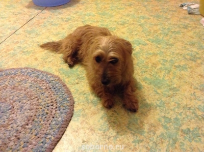 Наши верные друзья - собаки - Собака.png