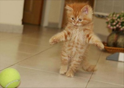 Они такие забавные смешные фото и видео  - .jpg