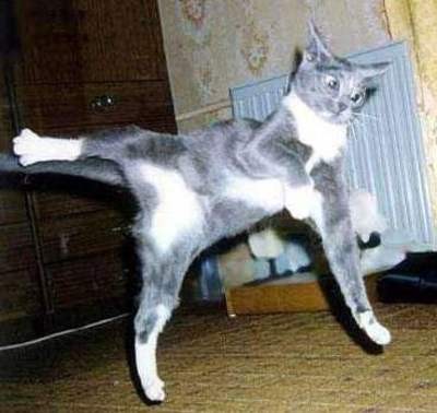 Они такие забавные смешные фото и видео  - .jpg