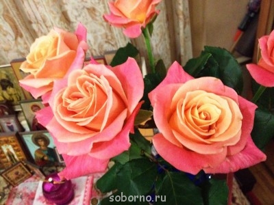 Мои радости -2 - IMG_0181.JPG