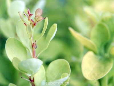 Наши цветы. В саду - _DSC3413.JPG