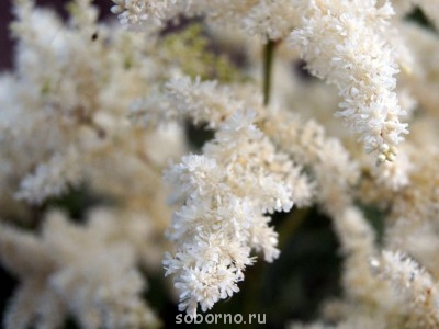 Наши цветы. В саду - _DSC3419.JPG