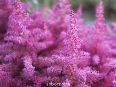 Наши цветы. В саду - _DSC3420.JPG