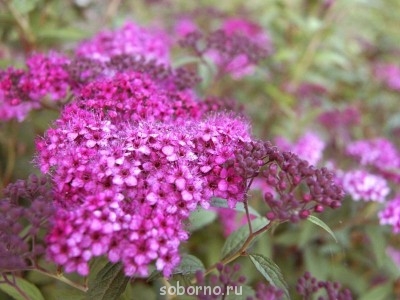 Наши цветы. В саду - _DSC3423.JPG