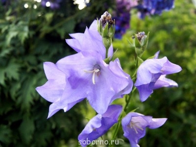 Наши цветы. В саду - _DSC3425.JPG