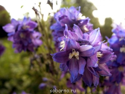 Наши цветы. В саду - _DSC3426.JPG