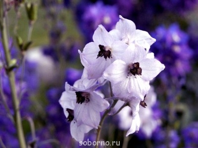 Наши цветы. В саду - _DSC3429.JPG