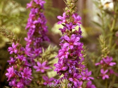 Наши цветы. В саду - _DSC3438.JPG