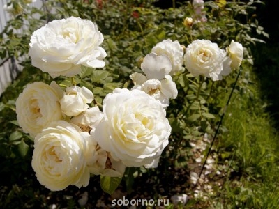 Наши цветы. В саду - _DSC3493.JPG