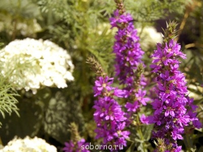 Наши цветы. В саду - _DSC3503.JPG