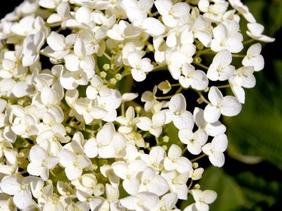 Наши цветы. В саду - _DSC3507.JPG