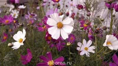 Наши цветы. В саду - _DSC3442.JPG