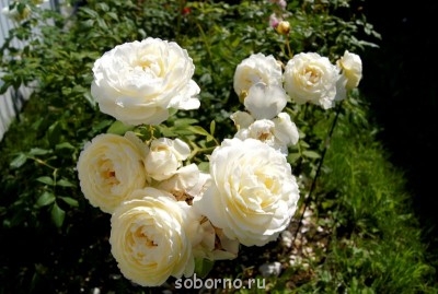 Наши цветы. В саду - _DSC3492.JPG