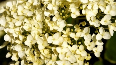 Наши цветы. В саду - _DSC3505.JPG